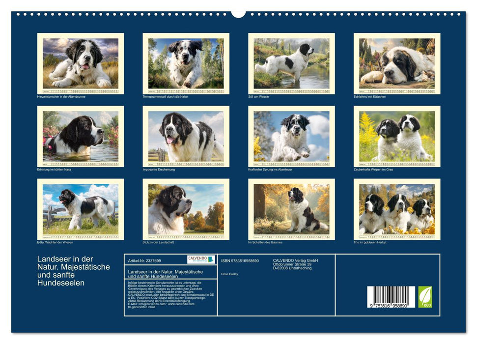 Landseer in der Natur. Majestätische und sanfte Hundeseelen (CALVENDO Premium Wandkalender 2027)
