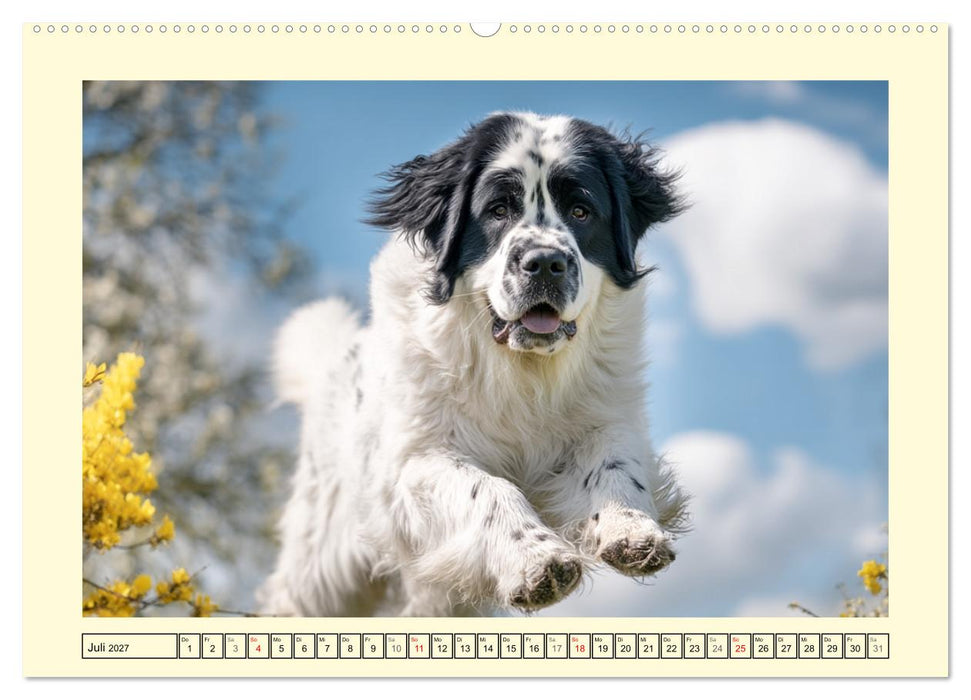 Landseer in der Natur. Majestätische und sanfte Hundeseelen (CALVENDO Premium Wandkalender 2027)