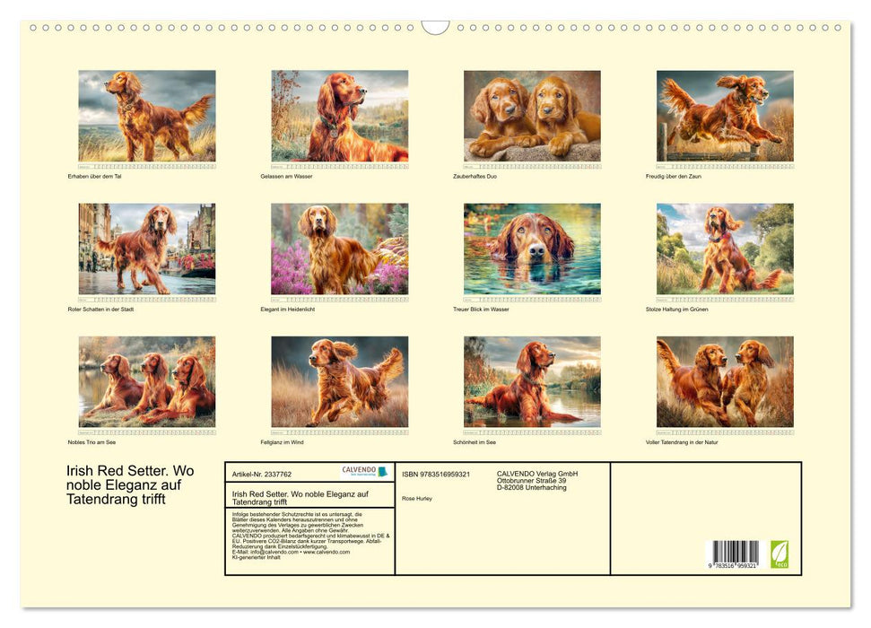 Irish Red Setter. Wo noble Eleganz auf Tatendrang trifft (CALVENDO Wandkalender 2027)