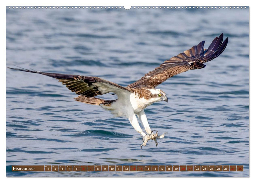 Europas Greifvögel und Eulen (CALVENDO Premium Wandkalender 2027)