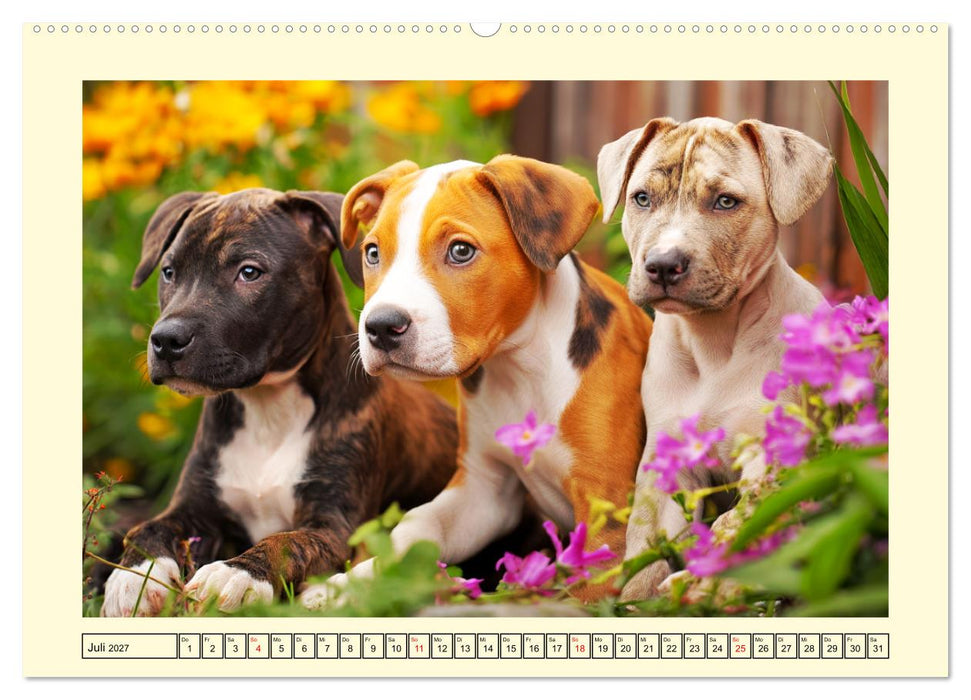 Pit Bull Terrier. Zwischen Wildblumen und Großstadtglanz (CALVENDO Premium Wandkalender 2027)