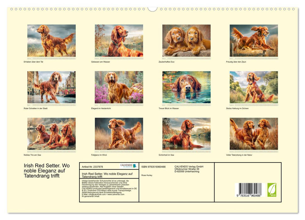 Irish Red Setter. Wo noble Eleganz auf Tatendrang trifft (CALVENDO Premium Wandkalender 2027)