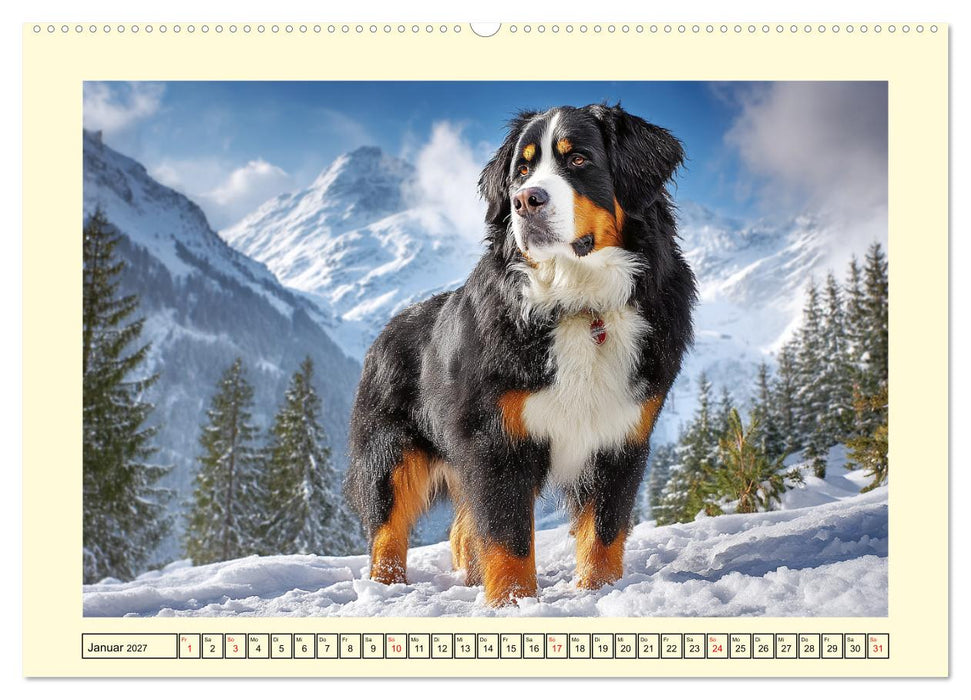 Berner Sennenhund. Sanfte Seelen zwischen Alpenglück und Abenteuerlust (CALVENDO Wandkalender 2027)