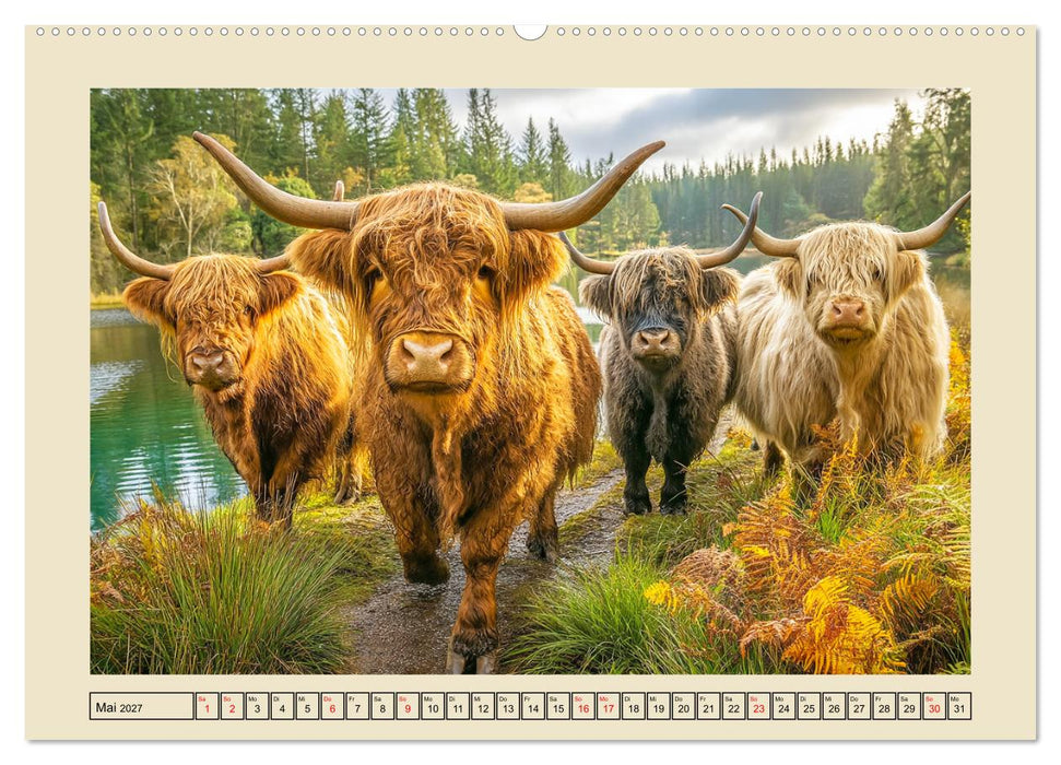 Schottische Hochlandrinder. Zwischen Nebel, Natur und rauer Pracht (CALVENDO Wandkalender 2027)