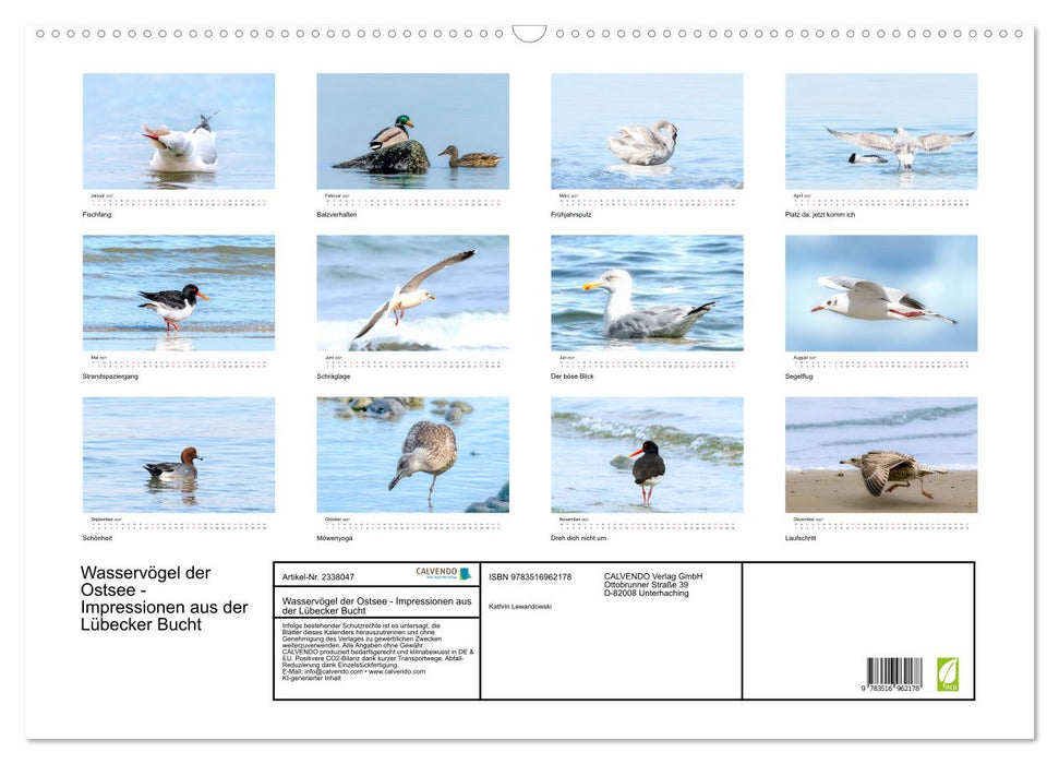 Wasservögel der Ostsee - Impressionen aus der Lübecker Bucht (CALVENDO Wandkalender 2027)