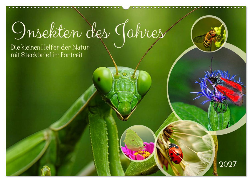Insekt des Jahres (CALVENDO Wandkalender 2027)