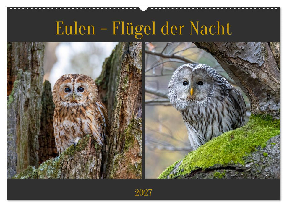 Eulen - Flügel der Nacht (CALVENDO Wandkalender 2027)