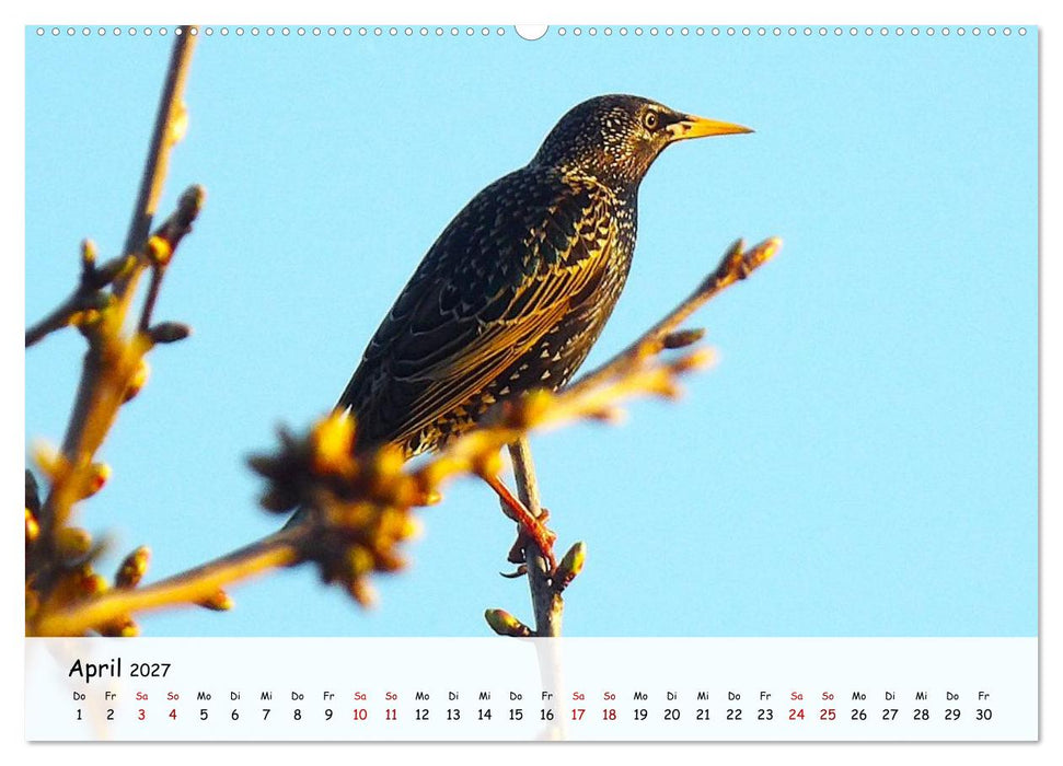 Vogelwelt unserer Heimat (CALVENDO Wandkalender 2027)
