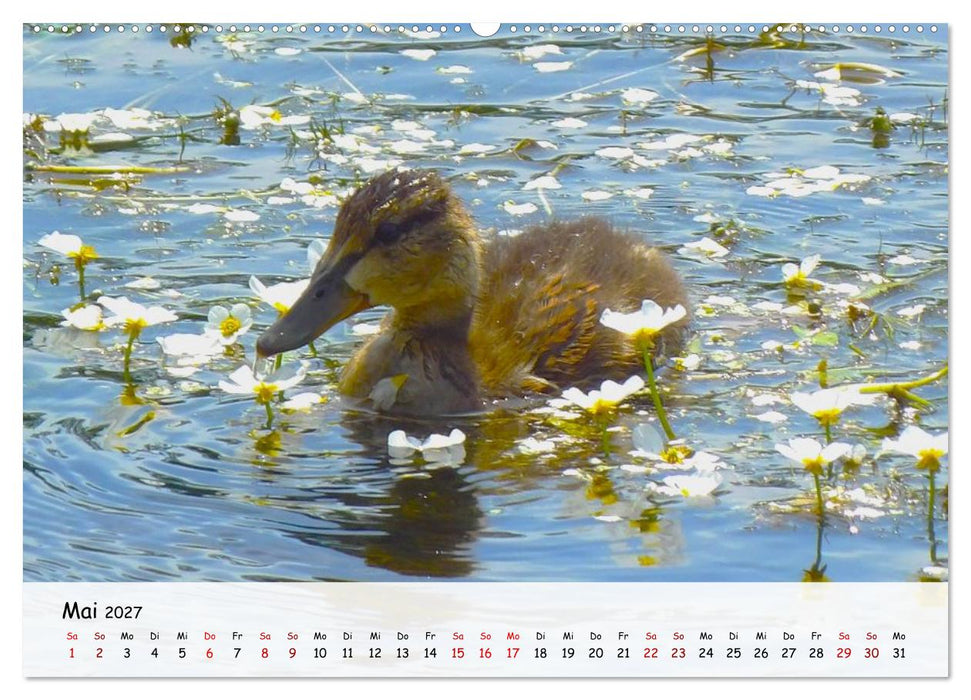 Vogelwelt unserer Heimat (CALVENDO Wandkalender 2027)
