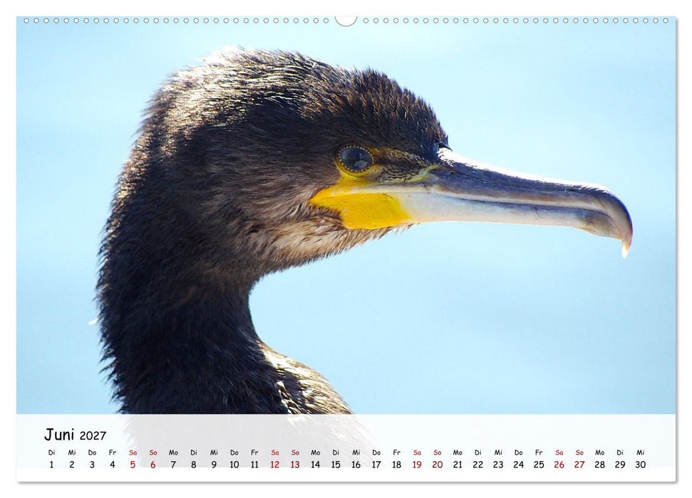 Vogelwelt unserer Heimat (CALVENDO Wandkalender 2027)