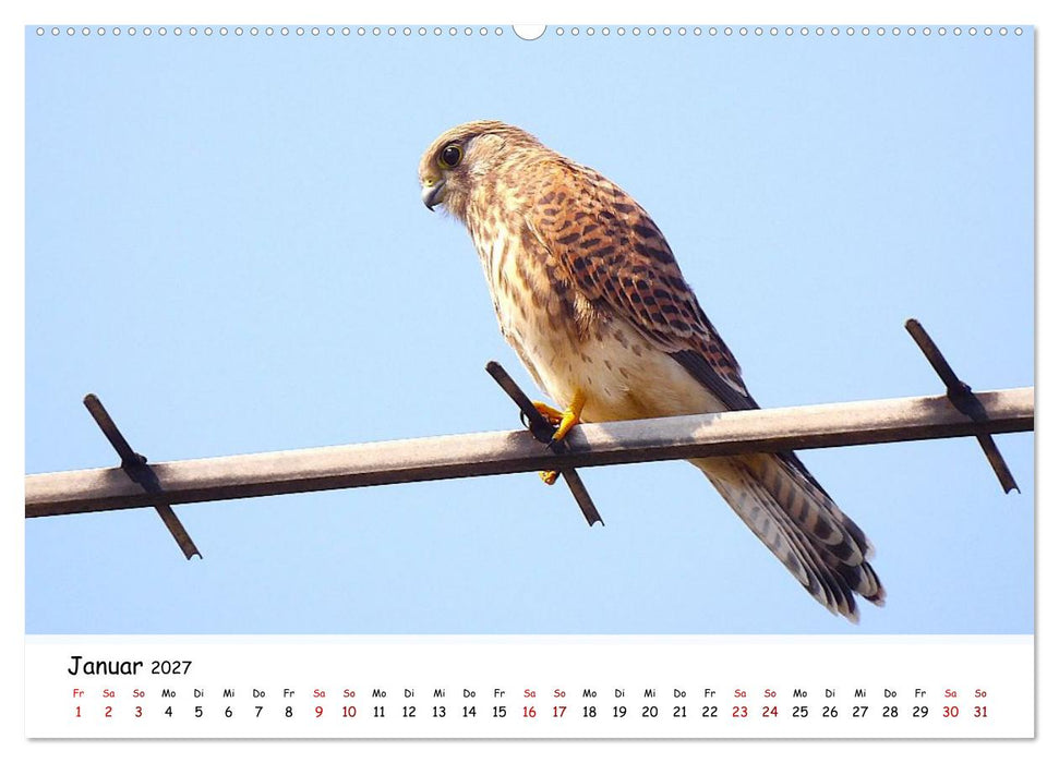 Vogelwelt unserer Heimat (CALVENDO Premium Wandkalender 2027)