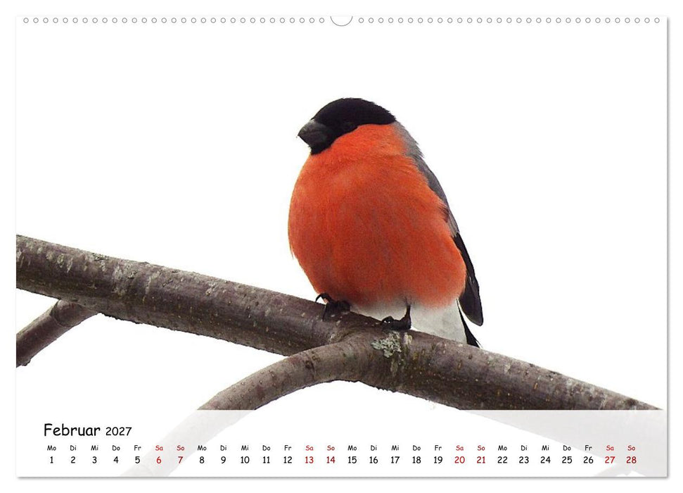 Vogelwelt unserer Heimat (CALVENDO Premium Wandkalender 2027)