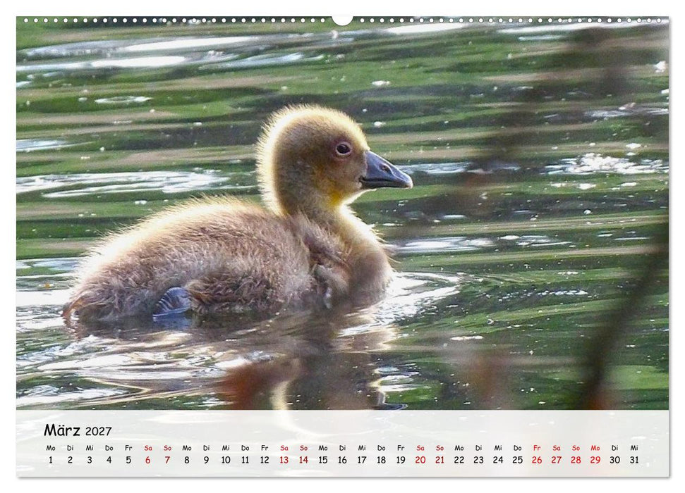 Vogelwelt unserer Heimat (CALVENDO Premium Wandkalender 2027)