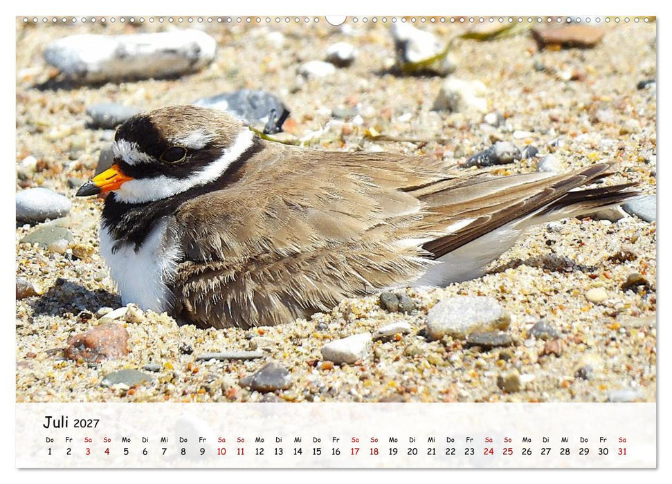 Vogelwelt unserer Heimat (CALVENDO Premium Wandkalender 2027)
