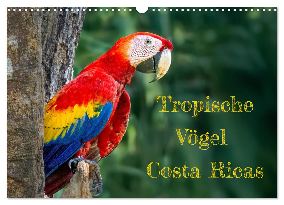 Tropische Vögel Costa Ricas (CALVENDO Wandkalender 2027)