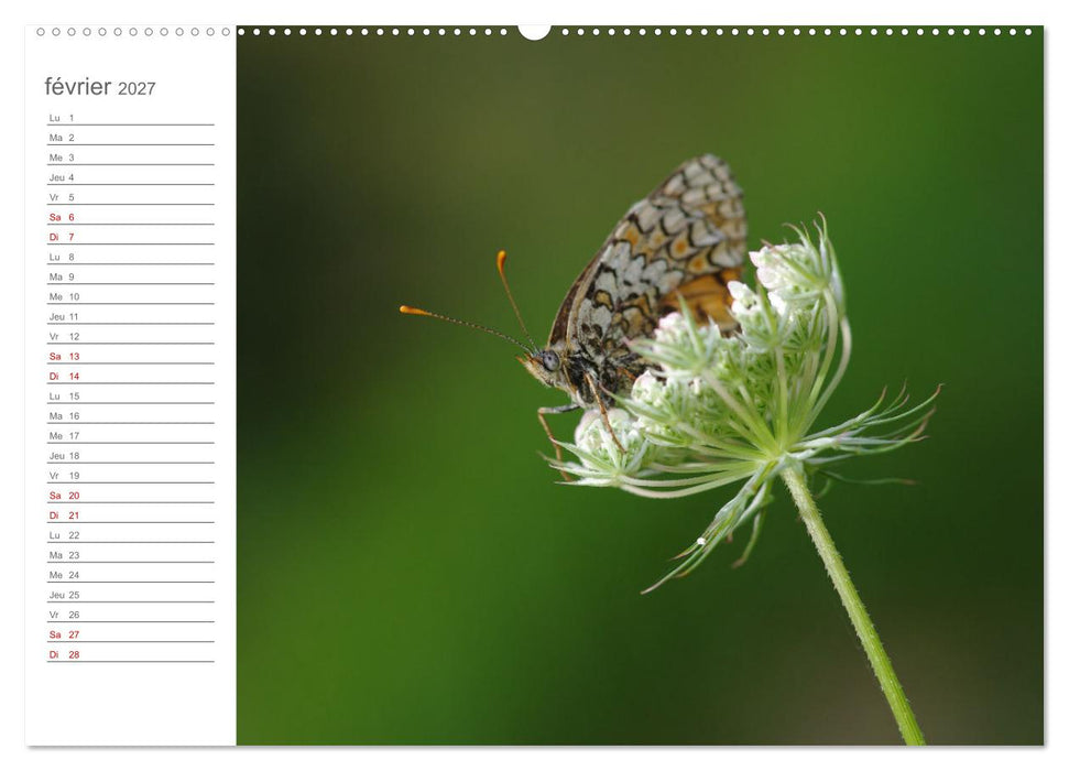 Dans le jardin des papillons (CALVENDO Calendrier supérieur 2027)