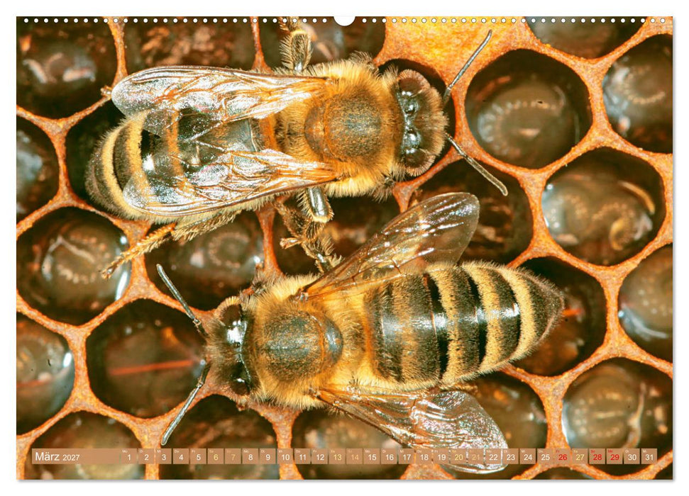Der Imker: Leidenschaft für die Bienen (CALVENDO Wandkalender 2027)