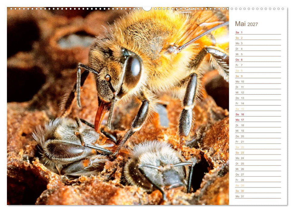 Süßes Gold: Imker, Bienen & Honig (CALVENDO Premium Wandkalender 2027)