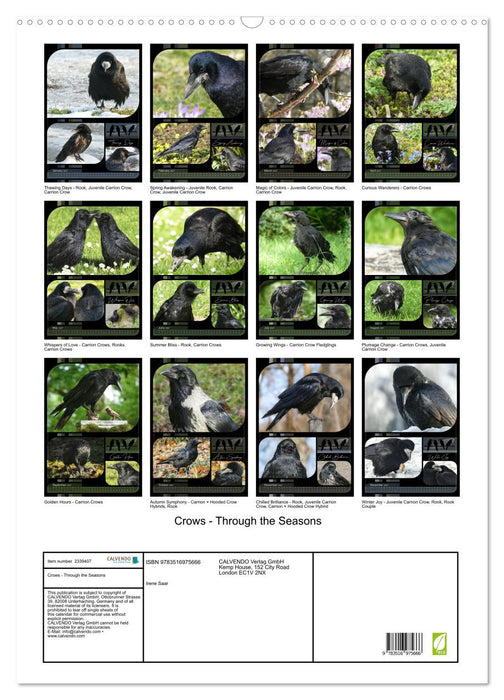 Crows - Through the Seasons (CALVENDO Monthly Calendar 2027)