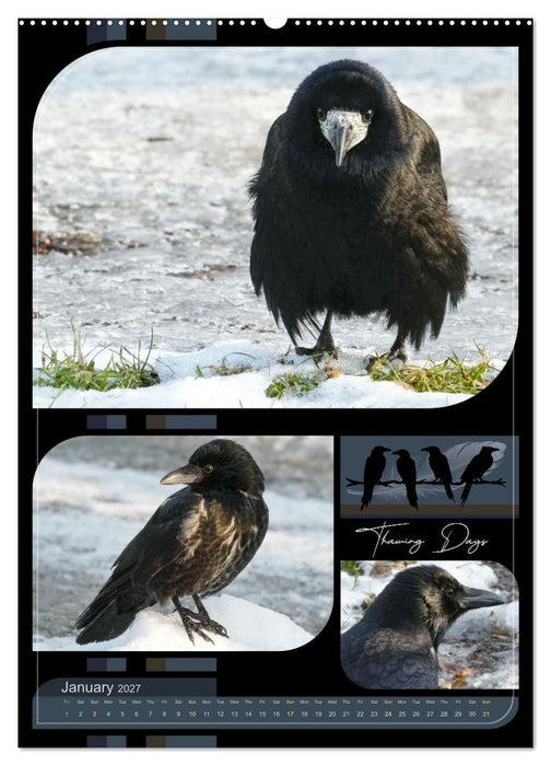 Crows - Through the Seasons (CALVENDO Monthly Calendar 2027)