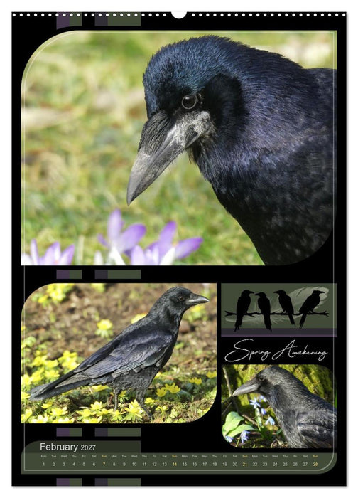 Crows - Through the Seasons (CALVENDO Monthly Calendar 2027)