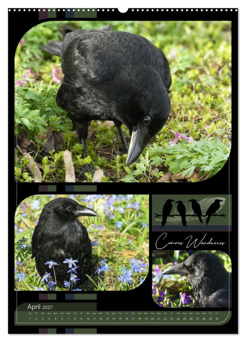Crows - Through the Seasons (CALVENDO Monthly Calendar 2027)