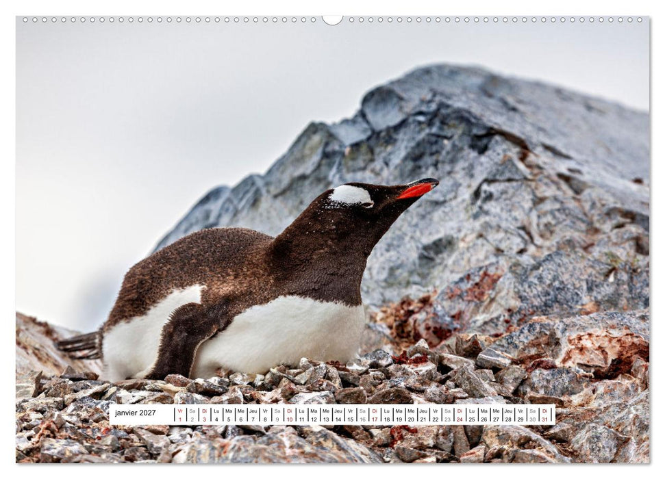 L'Antarctique magique (CALVENDO Calendrier mensuel 2027)
