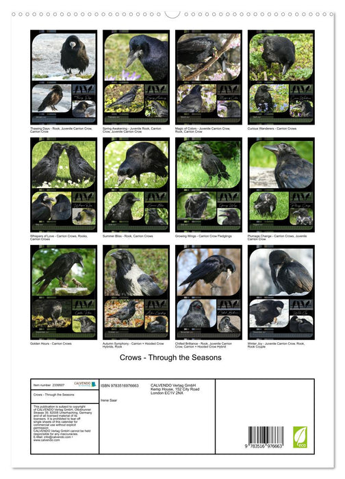 Crows - Through the Seasons (CALVENDO Premium-Calendar 2027)