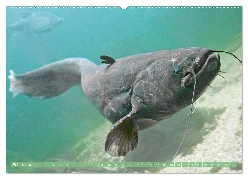 Fische in Teichen und Flüssen (CALVENDO Premium Wandkalender 2027)