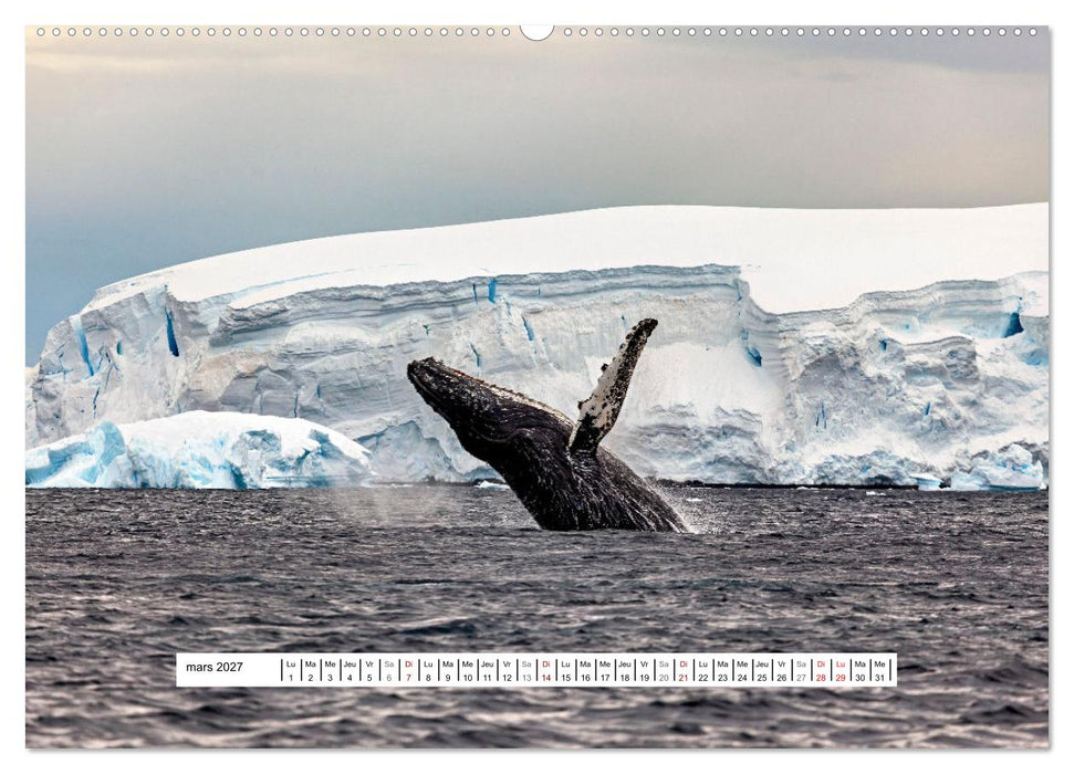 L'Antarctique magique (CALVENDO Calendrier supérieur 2027)
