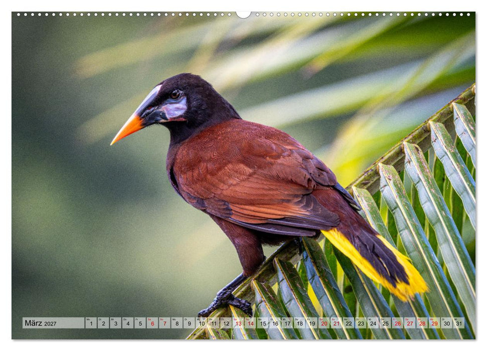 Phantastische Vogelwelt Costa Rica (CALVENDO Wandkalender 2027)