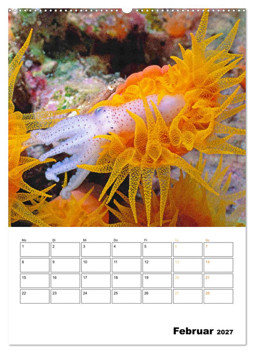 Farbrausch unter Wasser: Fische am Riff (CALVENDO Wandkalender 2027)