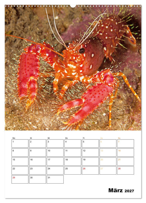 Farbrausch unter Wasser: Fische am Riff (CALVENDO Wandkalender 2027)