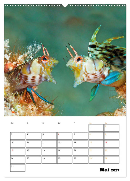 Farbrausch unter Wasser: Fische am Riff (CALVENDO Wandkalender 2027)