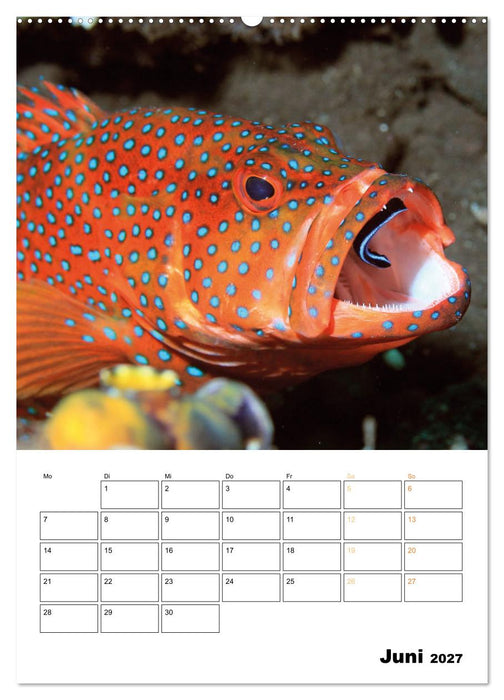 Farbrausch unter Wasser: Fische am Riff (CALVENDO Wandkalender 2027)