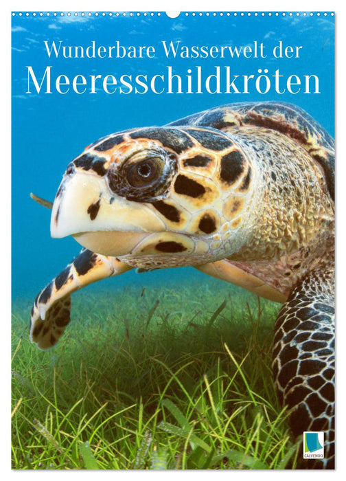 Wunderbare Wasserwelt der Meeresschildkröten (CALVENDO Wandkalender 2027)