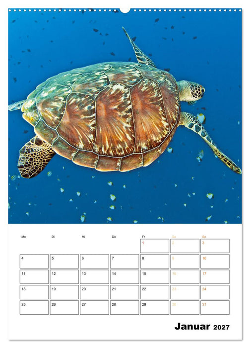 Wunderbare Wasserwelt der Meeresschildkröten (CALVENDO Wandkalender 2027)