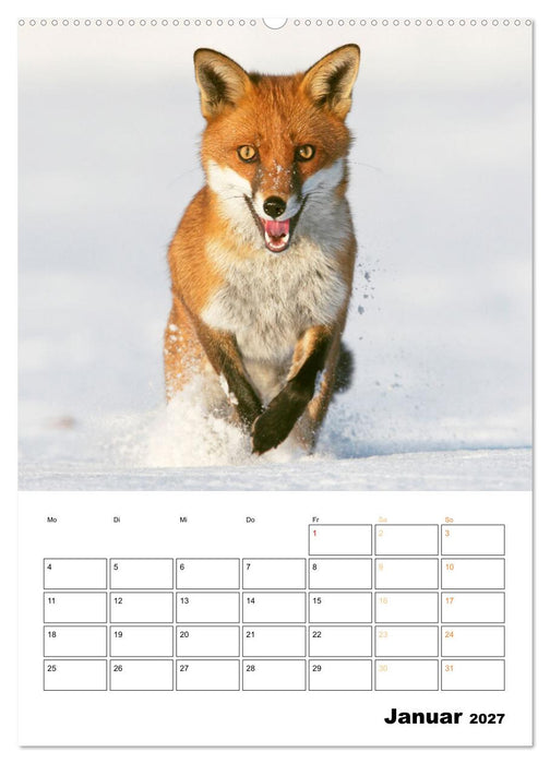 Wilde Tiere: Zuhause in Wald und Flur (CALVENDO Premium Wandkalender 2027)
