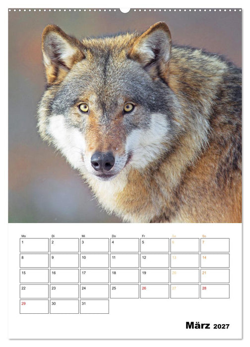 Wilde Tiere: Zuhause in Wald und Flur (CALVENDO Premium Wandkalender 2027)