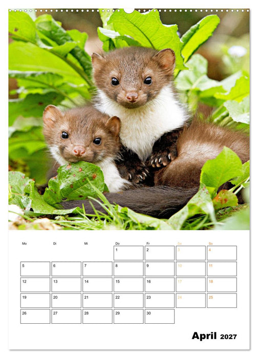 Wilde Tiere: Zuhause in Wald und Flur (CALVENDO Premium Wandkalender 2027)