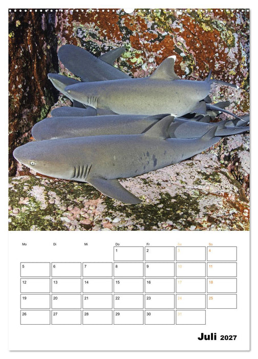 Farbrausch unter Wasser: Fische am Riff (CALVENDO Premium Wandkalender 2027)