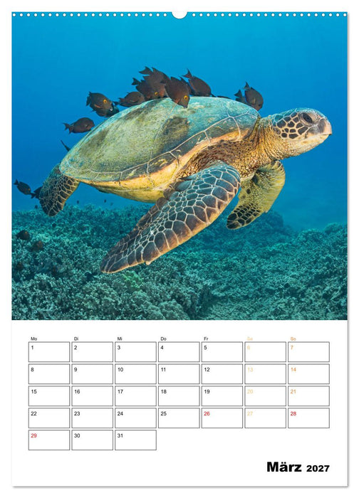 Wunderbare Wasserwelt der Meeresschildkröten (CALVENDO Premium Wandkalender 2027)