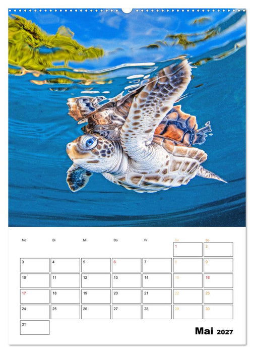 Wunderbare Wasserwelt der Meeresschildkröten (CALVENDO Premium Wandkalender 2027)