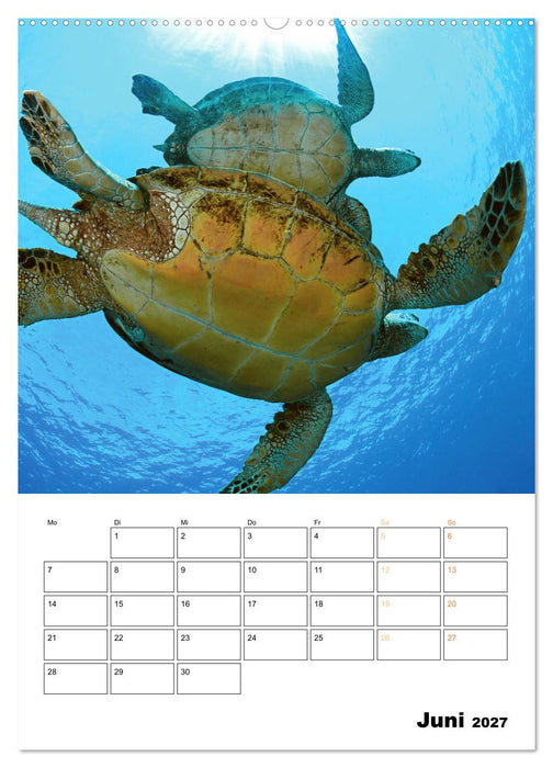 Wunderbare Wasserwelt der Meeresschildkröten (CALVENDO Premium Wandkalender 2027)