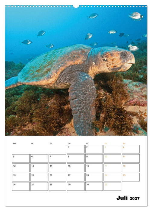 Wunderbare Wasserwelt der Meeresschildkröten (CALVENDO Premium Wandkalender 2027)