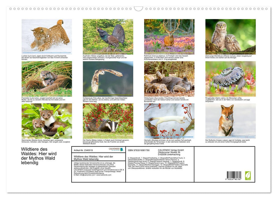 Wildtiere des Waldes: Hier wird der Mythos Wald lebendig (CALVENDO Wandkalender 2027)