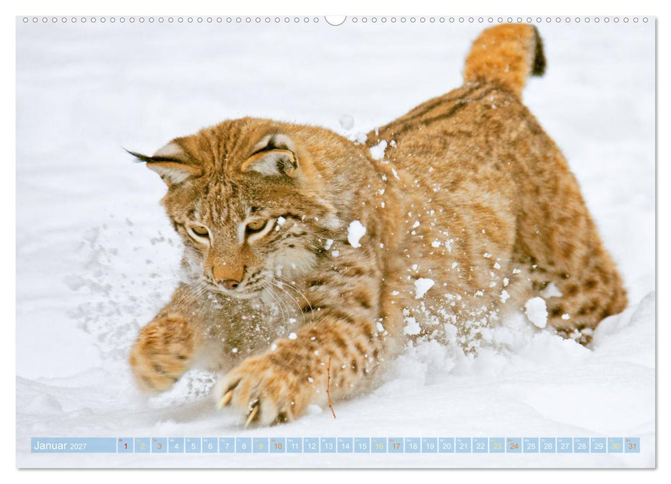 Wildtiere des Waldes: Hier wird der Mythos Wald lebendig (CALVENDO Wandkalender 2027)
