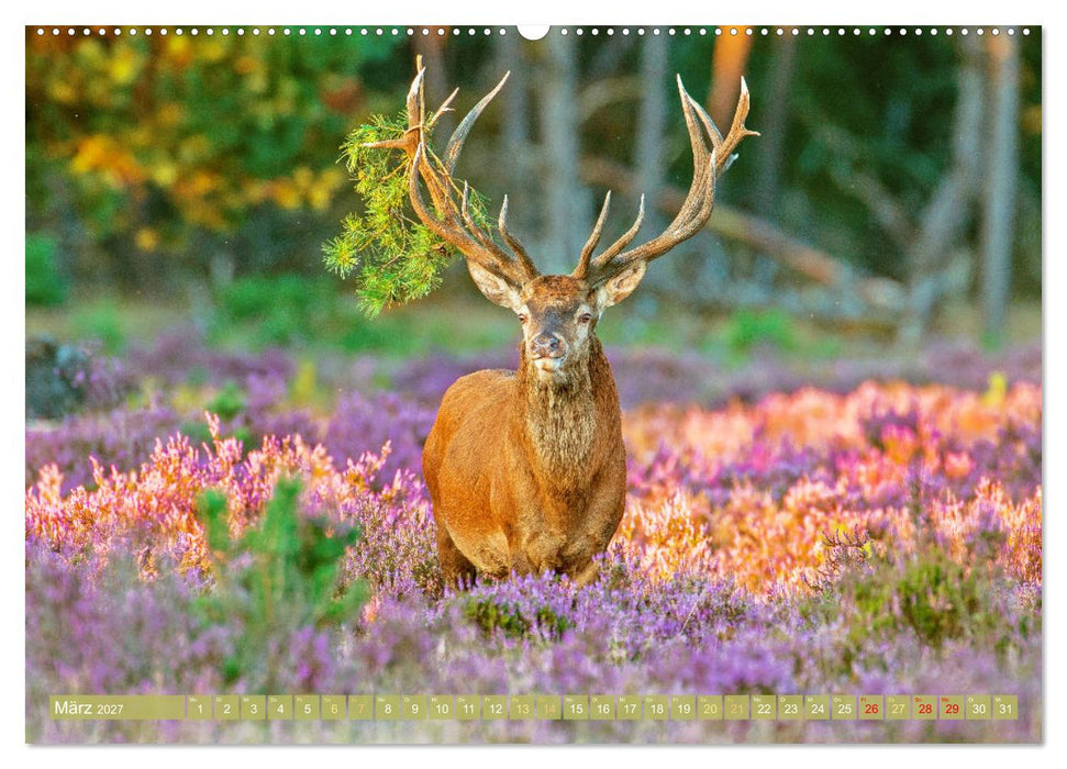 Wildtiere des Waldes: Hier wird der Mythos Wald lebendig (CALVENDO Wandkalender 2027)