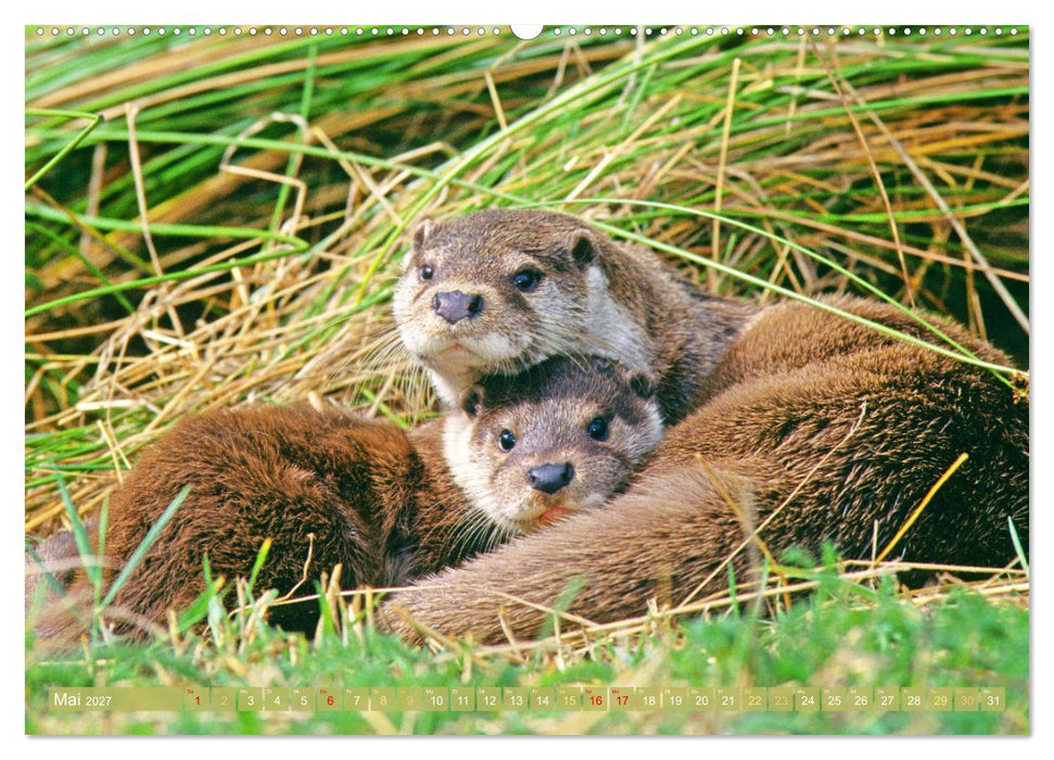 Wildtiere des Waldes: Hier wird der Mythos Wald lebendig (CALVENDO Wandkalender 2027)