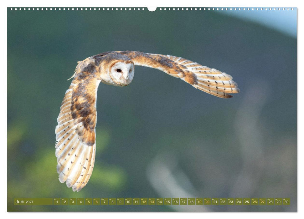 Wildtiere des Waldes: Hier wird der Mythos Wald lebendig (CALVENDO Wandkalender 2027)